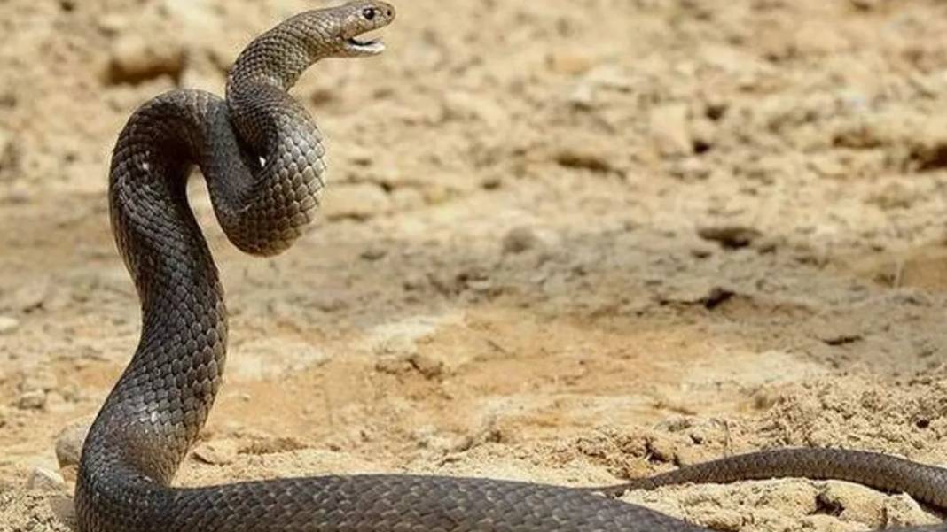 Dünyanın En Zehirli Yılanı! Renk Değiştirip Saldırıyor: Soktuğu İnsanı Dakikalar İçinde Öldürüyor 5